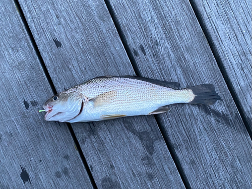 イシモチの釣果