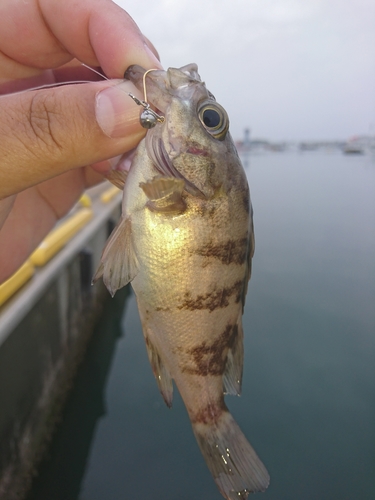 メバルの釣果