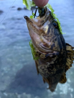 タケノコメバルの釣果