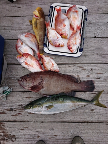 マハタの釣果