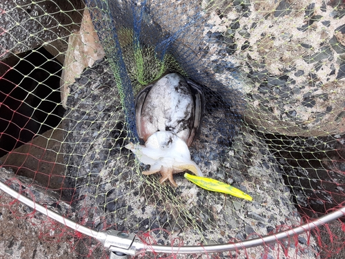 モンゴウイカの釣果