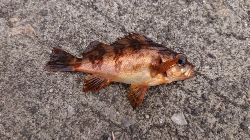 メバルの釣果