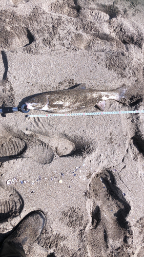 ニゴイの釣果