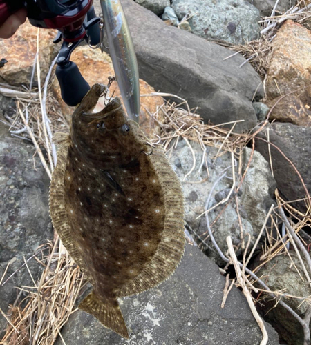 ソゲの釣果