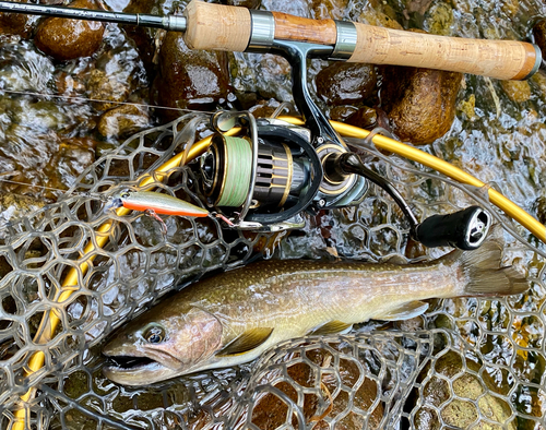 イワナの釣果