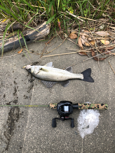 スズキの釣果