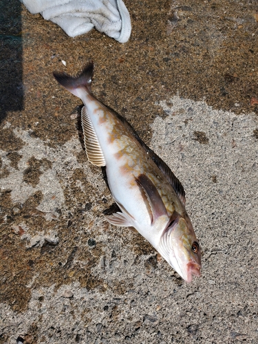 ホッケの釣果