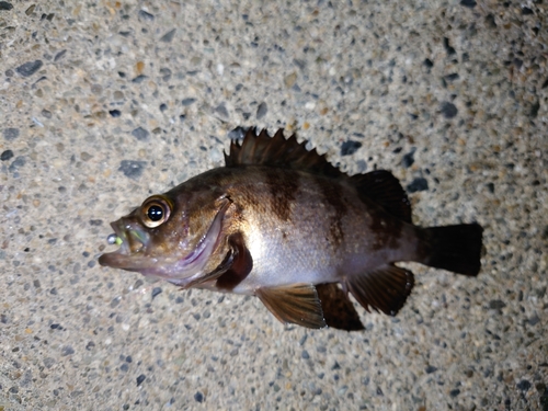 メバルの釣果