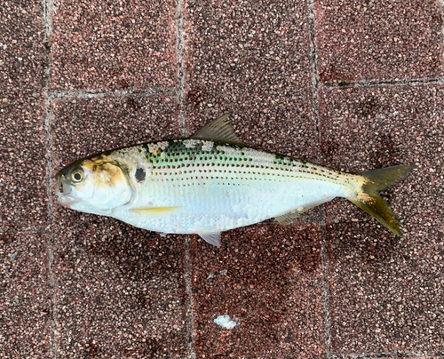 コノシロの釣果