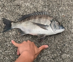 チヌの釣果