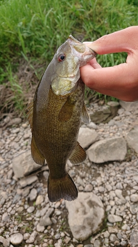 スモールマウスバスの釣果