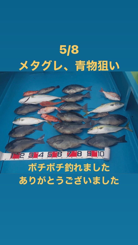 グレの釣果