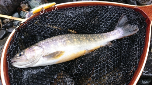 イワナの釣果