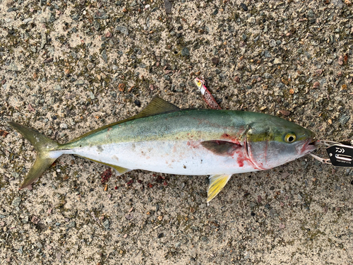 イナダの釣果