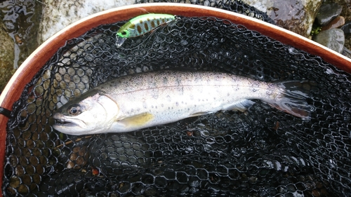 アマゴの釣果