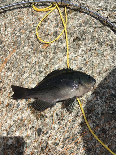 メジナの釣果