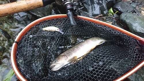 イワナの釣果