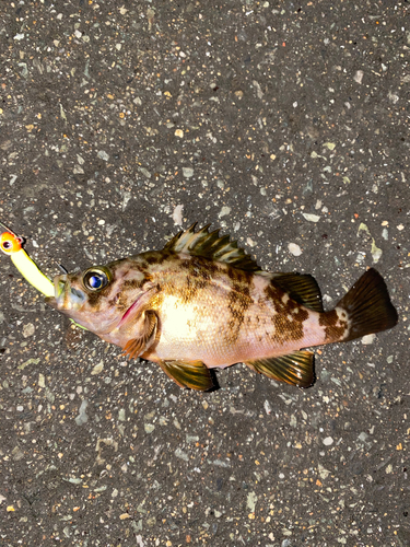 メバルの釣果