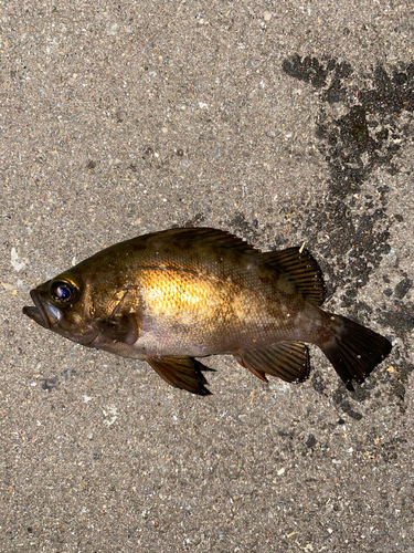 メバルの釣果