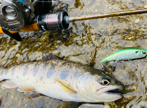 アマゴの釣果