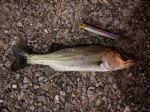 シーバスの釣果