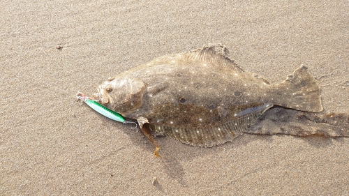 ヒラメの釣果