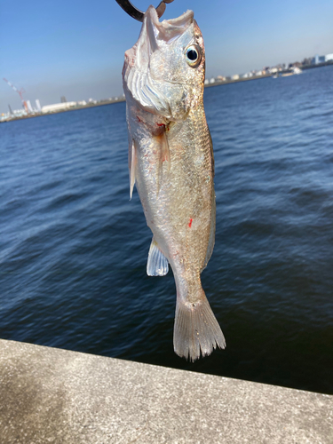 イシモチの釣果