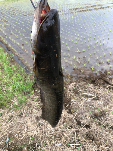 ナマズの釣果