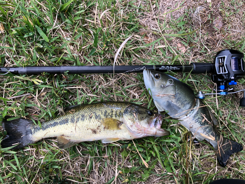 ブラックバスの釣果