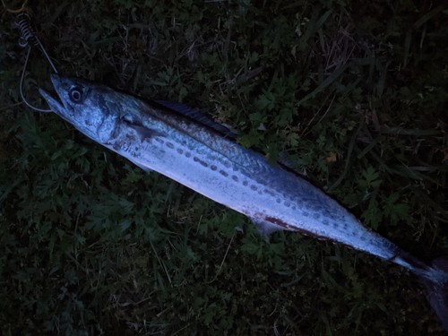 サゴシの釣果