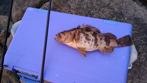 タケノコメバルの釣果