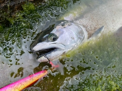 サクラマスの釣果