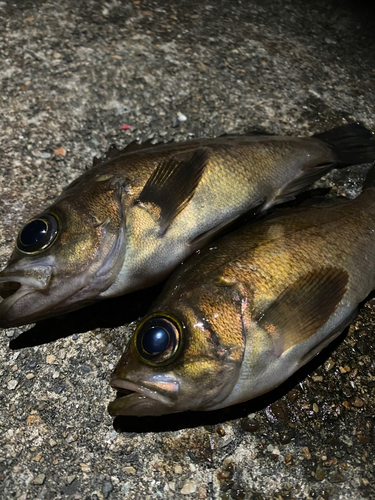 シロメバルの釣果