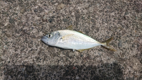 シマアジの釣果