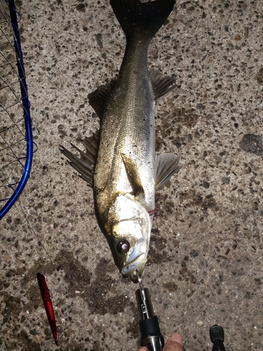 シーバスの釣果