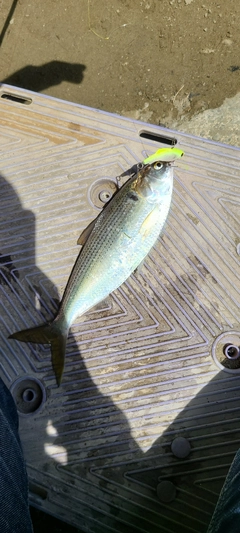 コノシロの釣果