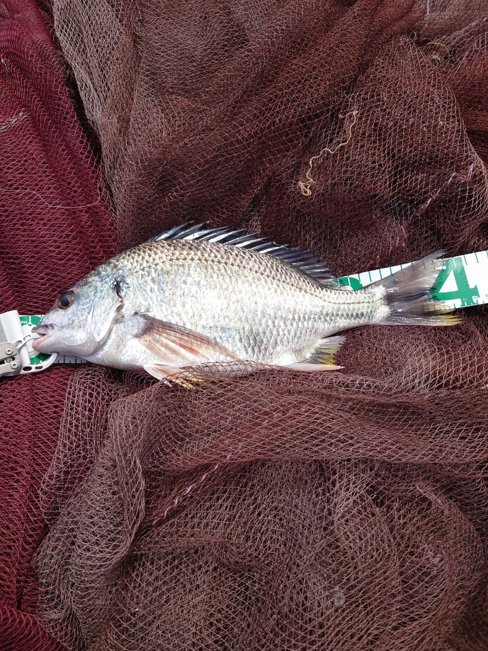 キチヌの釣果写真