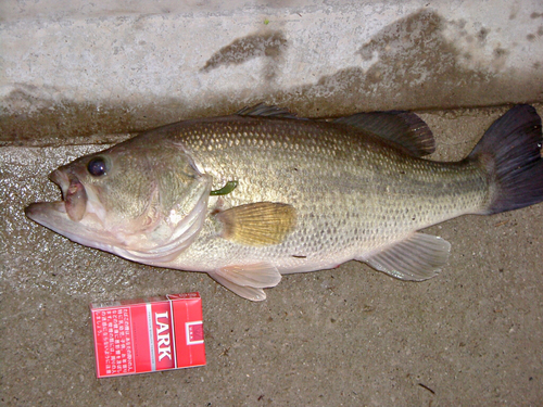 ラージマウスバスの釣果