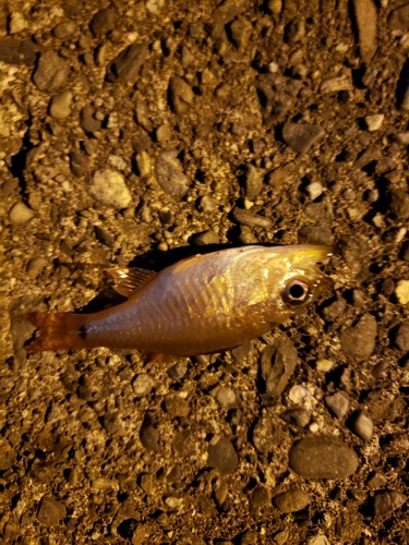 ネンブツダイの釣果