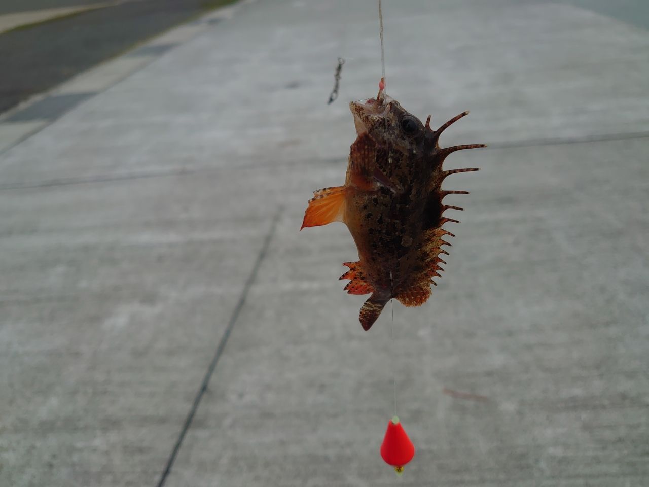 カサゴ