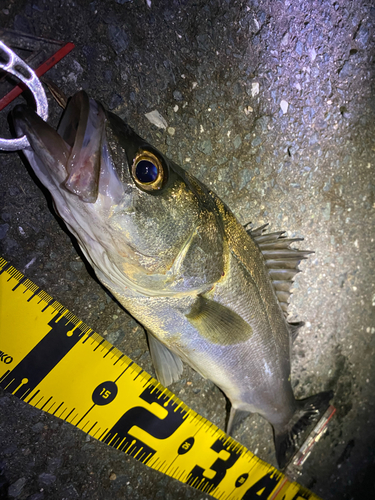 シーバスの釣果