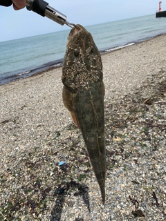 マゴチの釣果