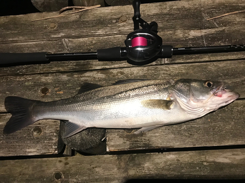 スズキの釣果