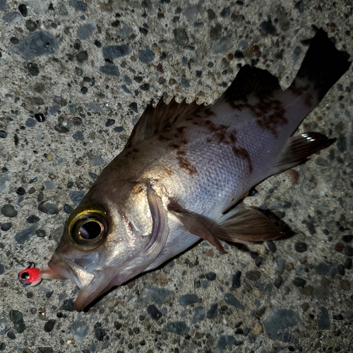 メバルの釣果