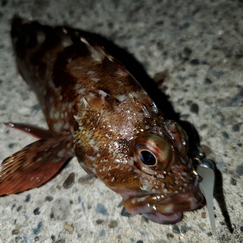 カサゴの釣果