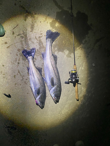 スズキの釣果