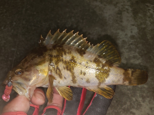 タケノコメバルの釣果