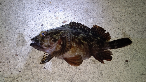 カサゴの釣果