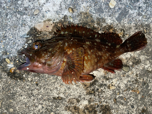 カサゴの釣果