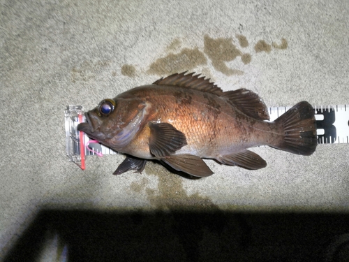 メバルの釣果